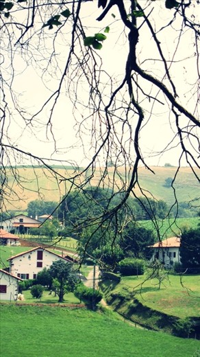 In the village of the South France, i saw this dancing branch - it's really teased me out