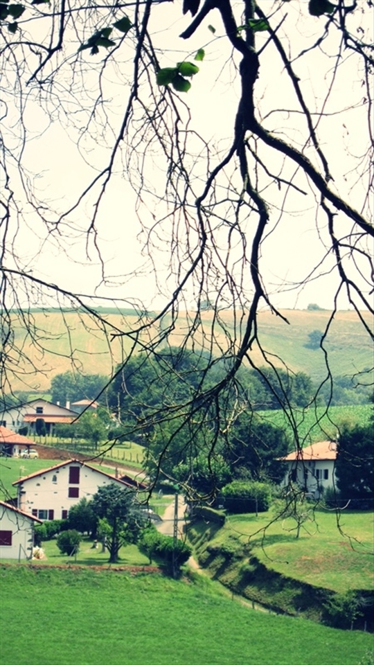 In the village of the South France, i saw this dancing branch - it's really teased me out