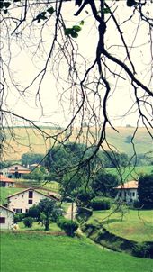 In the village of the South France, i saw this dancing branch - it's really teased me out: by kaifa_untsa, Views[303]