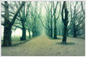 It is Platan Alley. I made this photo while walking in a fog.: by kaisa88, Views[239]