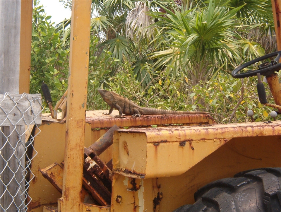 A living dinosaur, common to Ambergris Caye, suns itself atop modern machinery.