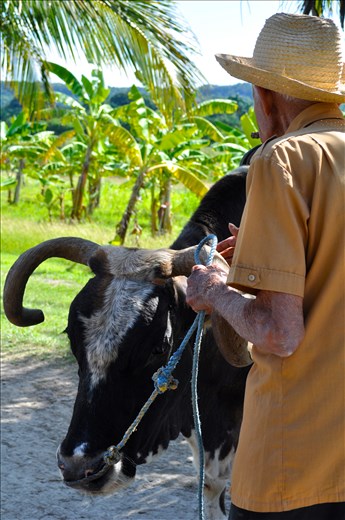 the frail and the force 