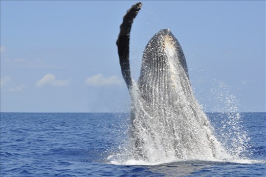 The most exhilarating and beautiful sight to have the privilege to witness. 