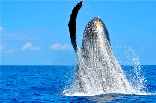 It is a spirit that encourages the creatures of our world a shared part; allowing the old, the wise, the young, and the bold to play carefree in the ocean's great abyss. 