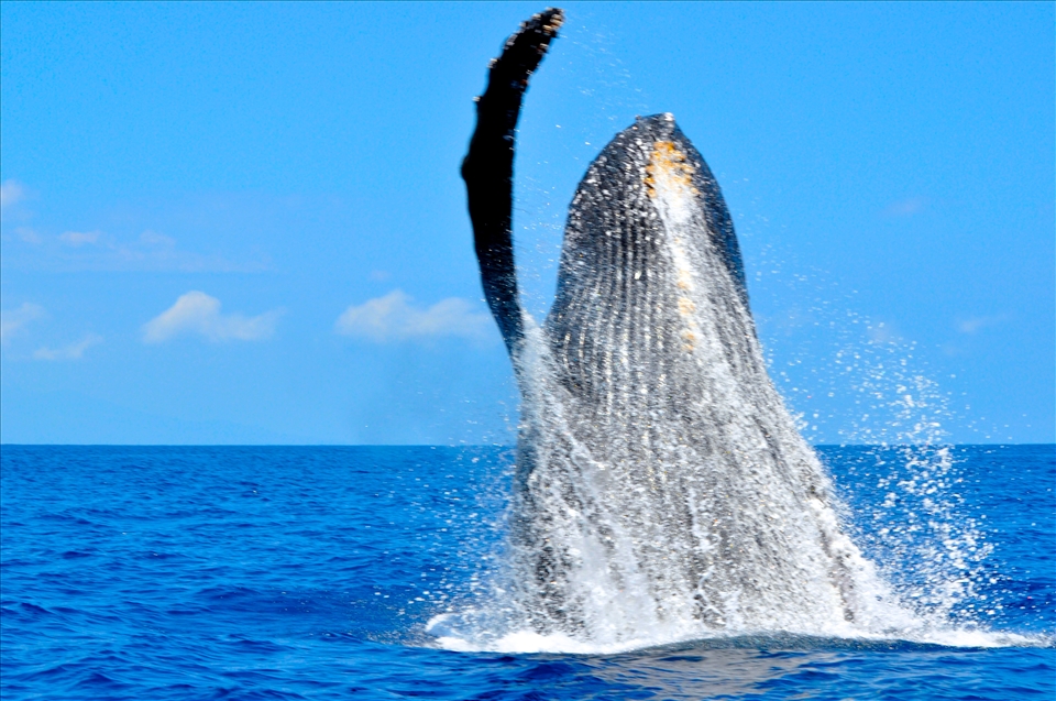 It is a spirit that encourages the creatures of our world a shared part; allowing the old, the wise, the young, and the bold to play carefree in the ocean's great abyss. 