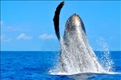 It is a spirit that encourages the creatures of our world a shared part; allowing the old, the wise, the young, and the bold to play carefree in the ocean's great abyss. : by kaitnarciso, Views[343]