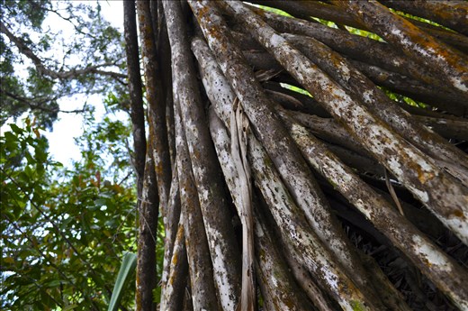 The beauty of Hawaii lies in its untouched spirit--a spirit so vibrant embracing all aspects of life from birth to death. In the morning, the decay of the old is displayed whilst the dawn breathes anew. 