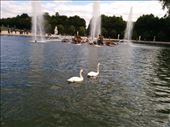 More traditional fountain, complete with traditional swans: by kakimono, Views[107]