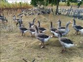 Cute, pre-slaughtered geese: by kakimono, Views[285]