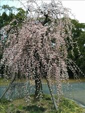 Not sure what kind of tree this is, to be honest.: by kakimono, Views[68]