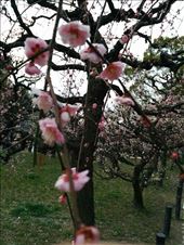 Up Close Plum Blossoms: by kakimono, Views[136]