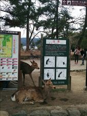 Peaceful deer siting by a sign with all the ways she can hurt you: by kakimono, Views[232]