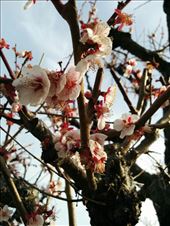 Plum Blossoms: by kakimono, Views[284]