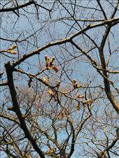 Sakura, clearly not in bloom yet: by kakimono, Views[149]