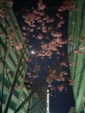 Night Sakura: by kakimono, Views[145]