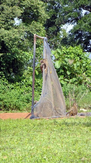 Apes climbing on a net watching me after they following me