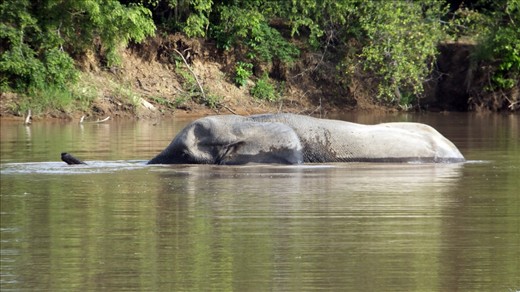 An elephant swimming in the lake to relieve himself from the exrteme heat of the midday sun