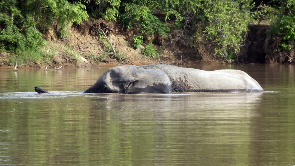 An elephant swimming in the lake to relieve himself from the exrteme heat of the midday sun