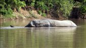 An elephant swimming in the lake to relieve himself from the exrteme heat of the midday sun: by kakum, Views[471]