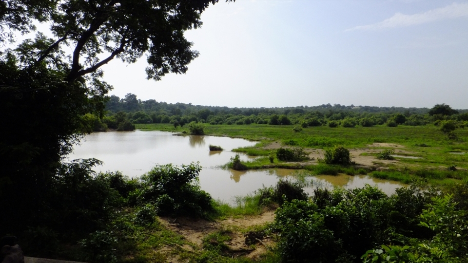 Kakum National Park's savanna, lush during the wet season, the setting of the safari
