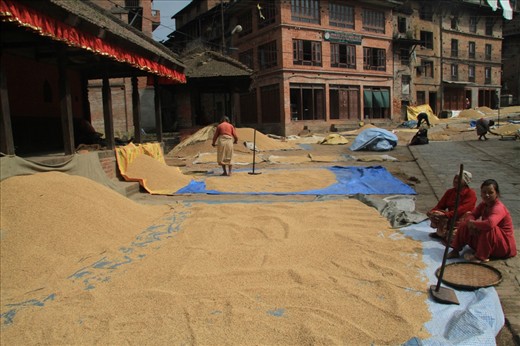 An unforgettable journey to the medieval city of Nepal Bhaktapur, wondering around the streets, where the women picking up the harvested rice, with happy faces, and full of colour clothes. It's mid october and Nepali Decimated their rice.