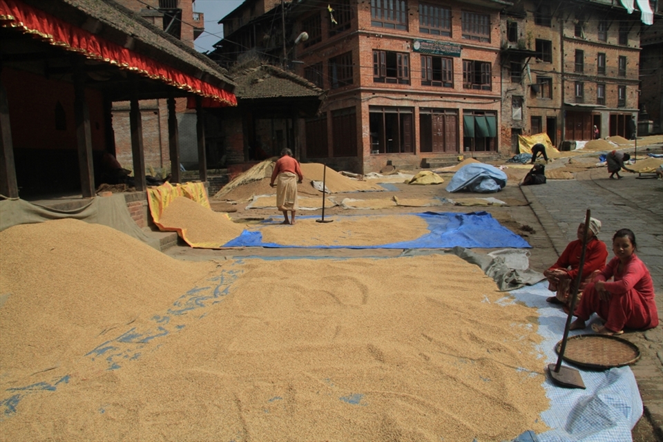 An unforgettable journey to the medieval city of Nepal Bhaktapur, wondering around the streets, where the women picking up the harvested rice, with happy faces, and full of colour clothes. It's mid october and Nepali Decimated their rice.