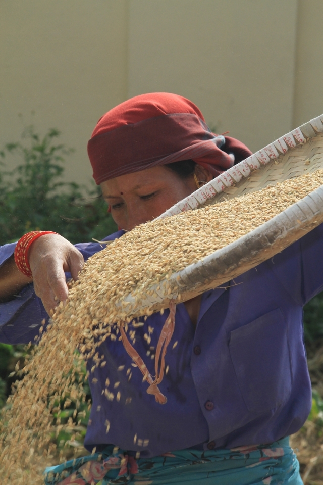 A woman trying to sift the rice.
From mid-October and onwards the daily life of women is changing and so they are mainly dealing with  processing and storing the rice. The rice either is stored or it sold in other regions of the country.