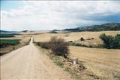 The many faces of The Way: the dusty roads of the Meseta.: by kaloz, Views[279]