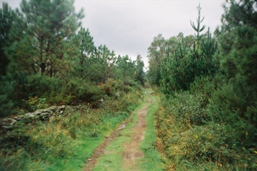 The many faces of the Way: pine forest in Galicia.