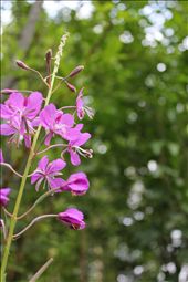 Fire Weed: by kalyn, Views[243]