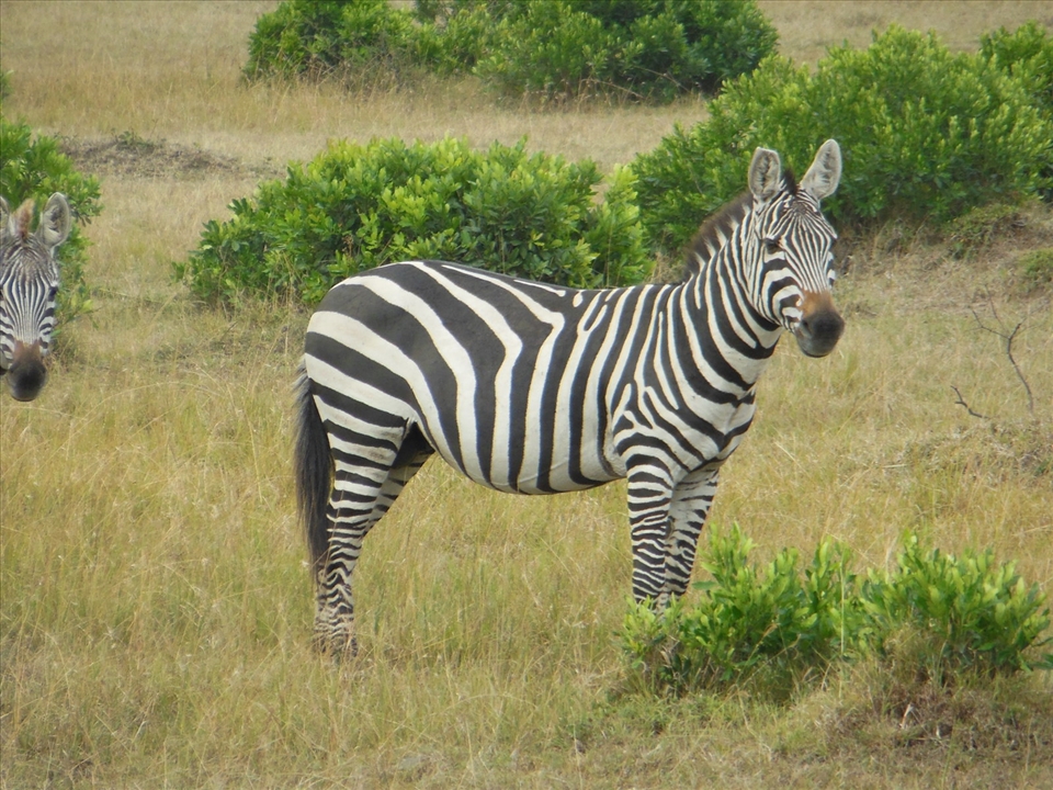 Zebra in the safari