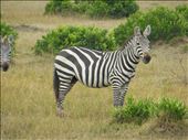 Zebra in the safari: by kamakshi2, Views[266]