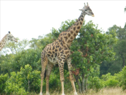 Giraffe in the safari