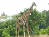 Giraffe in the safari: by kamakshi2, Views[282]