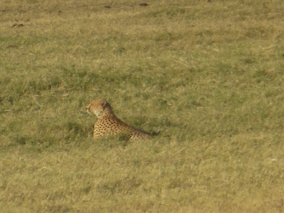 leopard in the safari