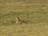 leopard in the safari: by kamakshi2, Views[269]