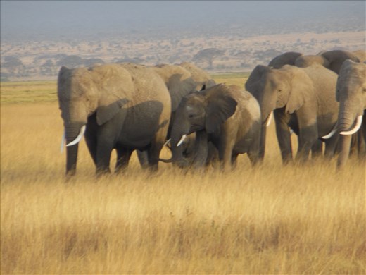Elephants in the Kenya safari Masai mara