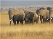 Elephants in the Kenya safari Masai mara: by kamakshi2, Views[284]