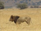 Lion in kenya: by kamakshi2, Views[296]