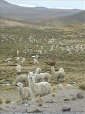 by kamzam, Views[221]