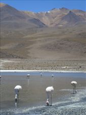 Uyuni: by kamzam, Views[206]