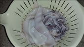 Freshly cleaned squid: by kandi, Views[227]