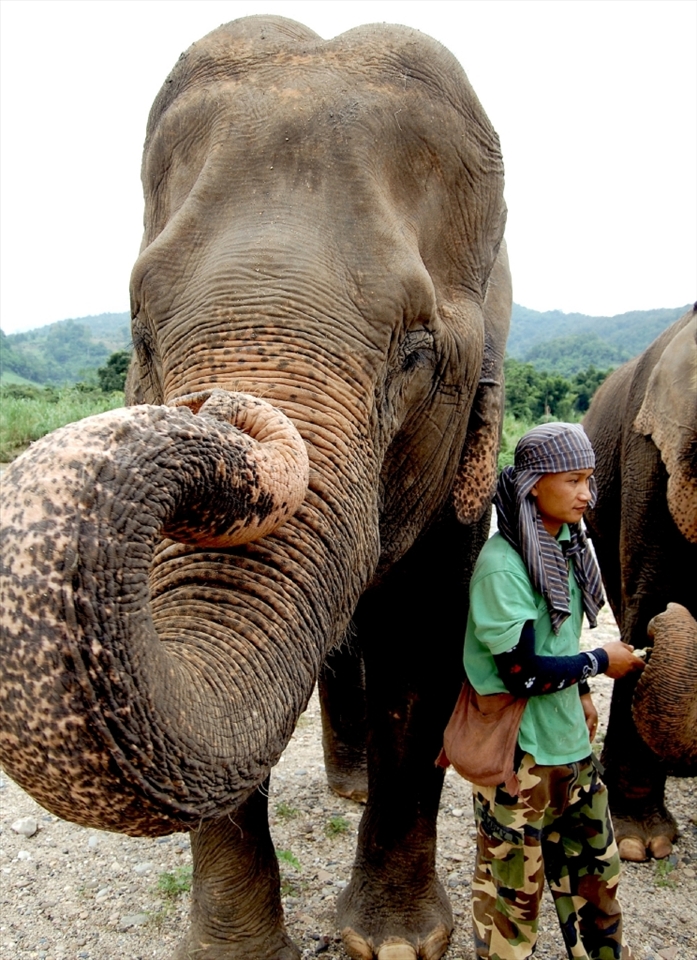 The Elephant Nature Park in Chiang Mai, Thailand allows for its rehabilitating elephants to connect as they would in the wild, while promoting the reformation of trust with humans. Each elephant is assigned a caretaker who is there to feed, bathe, and monitor the elephant’s progress. However through the healing process, the bond formed between the two becomes unbreakable and witnessing their interactions was inspiring and heart warming.