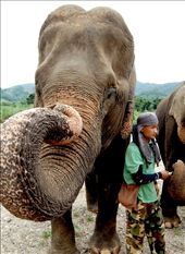 The Elephant Nature Park in Chiang Mai, Thailand allows for its rehabilitating elephants to connect as they would in the wild, while promoting the reformation of trust with humans. Each elephant is assigned a caretaker who is there to feed, bathe, and monitor the elephant’s progress. However through the healing process, the bond formed between the two becomes unbreakable and witnessing their interactions was inspiring and heart warming.: by kannthailand, Views[523]