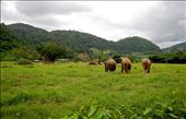 Asian elephants have become gradually more vulnerable to violence and abuse as their popularity has increased among tourists. The Elephant Nature Park is a rehabilitation center for these elephants that sits among the lush mountains of Chiang Mai, Thailand. This safe haven allows for the elephants to roam on vast acres of untouched land and reconnect with other elephants, while also serving to educate visitors in an effort to prevent such atrocities from continuing in the future.: by kannthailand, Views[3933]