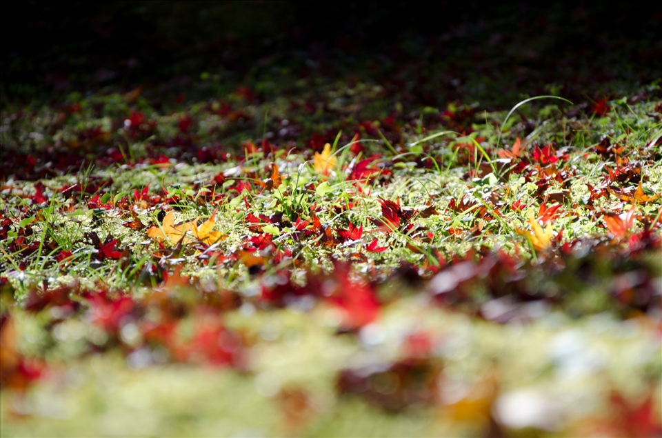 Fallen maple leaves at Tofuku-ji Temple, Kyoto. The different aspect and light with maple leaves.
