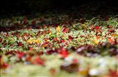 Fallen maple leaves at Tofuku-ji Temple, Kyoto. The different aspect and light with maple leaves.: by kansai, Views[577]