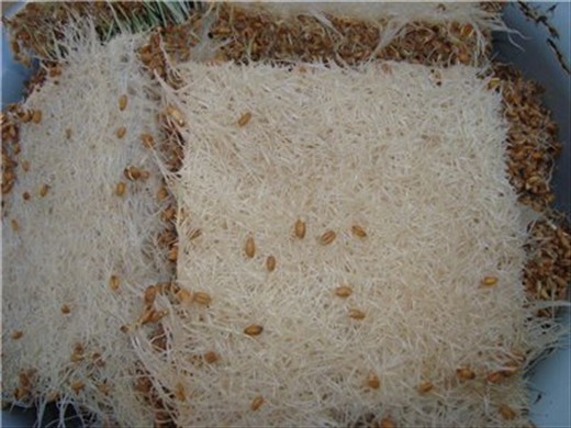 ready wheat should look like this