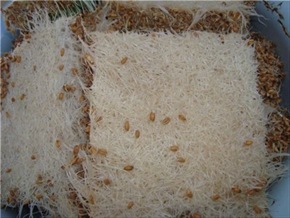 ready wheat should look like this