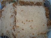 ready wheat should look like this: by kany, Views[569]